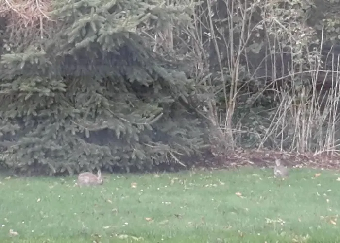 Wellness Waldblick Lejlighed *